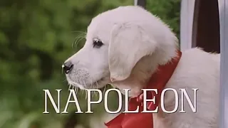 Пирожок - Наполеон ⭐ Фильм о животных для детей! ⭐ (детский художественный фильм) ⭐ 1995 год