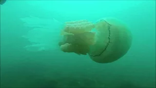 Massive Barrel Jellyfish ,Rhizostoma pulmo ,Falmouth Cornwall
