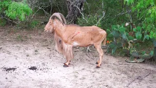 BOWHUNTING WHITE PATCH! Ancient Aoudad!