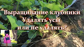 Удалять ли усы клубники во время цветения, плодоношения. Усы клубники дети или паразиты. Размножение