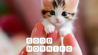 funny cat video😼🐕🥰 #funny #cat #video