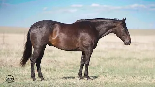 Frank Lee Ima King selling in the Cowgirl Cadillac Sale in Sheridan, WY!