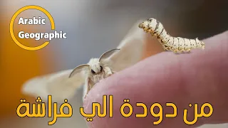 دورة حياة دودة القز من دودة الي فراشة silkworm | الحيوانات والحياة البرية