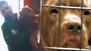 After his rescue from the slaughterhouse, Romeo's future begins now