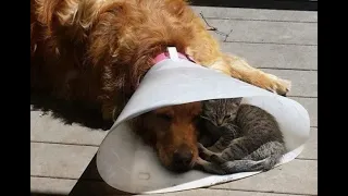 😺 Я тебя не брошу! 🐶 Смешное видео с собаками, кошками и котятами! 🐱