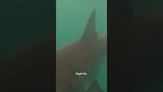 Great White Sharks in the UK