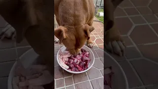 ASMR Mukbang Pitbull Eating Raw Foods