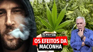 O que a maconha faz com o seu corpo?