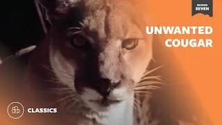 Unwanted Cougar | Mutual of Omaha's Wild Kingdom