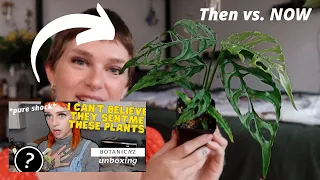 Update on my CRAZIEST unboxing! Botanicaz plants 6 months later 💥