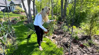 Planting Clematis, Trimming a Weeping Cherry Tree & Moving a Volunteer Grass: LunchTime Gardening👩‍🌾