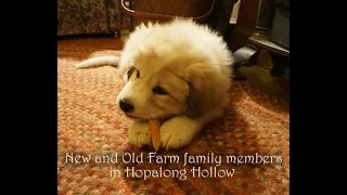 Hopalong Hollow adds to the farm family/ Great Pyrenees Pup, ducks and geese