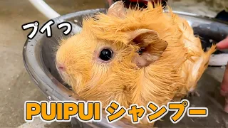 Shampoo guinea pigs.