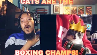 TONY BAKER COMEDY VOICE OVER | SKIBBITY PAPS EDITION |REACTION| CATS GOT THE HAND SKILLS