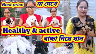 মা দেখে Healthy & active dog puppy নিয়ে যান🤗dog puppy price in kolkata🤗dog puppy price in india