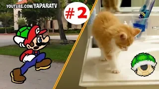 Super Mario Bros and Funny animals part 2 - Cats and dogs fail compilation