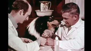 Cyclic Neutropenia. 1970s medical teaching film (featuring grey collie puppies)