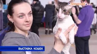 Выставка кошек