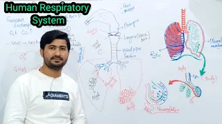 13.7 Human respiratory system | Gaseous exchange in Human | Fsc Biology class 11