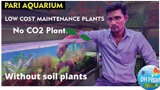 Aquarium Plants at Pari Aquarium || Arif Momin || Without soil & CO2 plant's || Plants information||