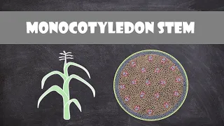 Monocot Stem Structure and Function | Plant Biology