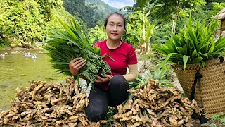 Harvesting ginger, ginger leaves goes to market sell - Animal care | Ly Thi Tam
