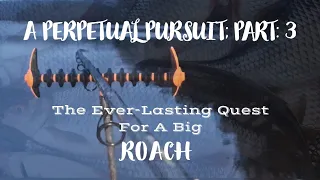 A Perpetual Pursuit | An Ever-lasting Quest for a Big Roach | Part:3 | Loch Lomond