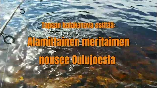 Alamittainen meritaimen nousee Oulujoesta