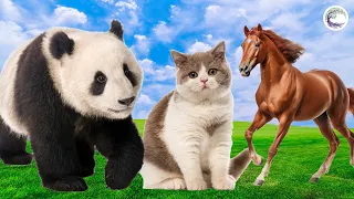 Love Life: Panda, Cat, Horse, Parrots, Cats, Skunk, Puppy - Animal Sounds