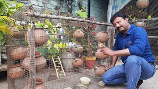 Australian parrots ki nayi colony  taiyyar ki, matkiyan lagain | complete aviary | Hindi/Urdu