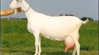 Ешкінің тұяғын дұрыс тазалау, кесу.|A goat's hoof is correct