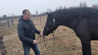 Если лошадь кусается, что делать? :) -Стать лидером!С помощью простых упражнений! Лидеров не кусают.