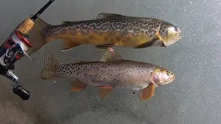 Cutthroat vs. Tiger Trout Catch n’ Cook Taste Test! - EPIC Day on the Creek!