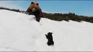 Невероятное Спасение Медвежонка на Скальном Обрыве.