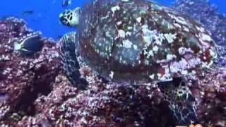 видео черепаха Бисса.avi