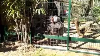 Monkey Throwing Shit and Orange Peel