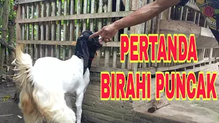 JACK CMF: PERTANDA BIRAHI PUNCAK PADA KAMBING BETINA