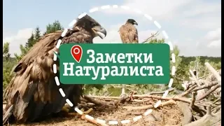 Заметки натуралиста 15.06.20