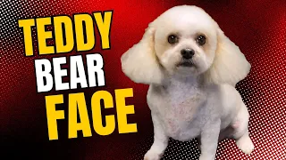 Give your Dog a TEDDY BEAR face trim