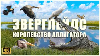 Национальный парк ЭВЕРГЛЕЙДС, мистический мир болот 🐊🐊🐊