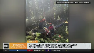 Hunter severely mauled by grizzly bear in Montana park