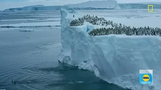 Baby penguins cliff-dive in adorable clip