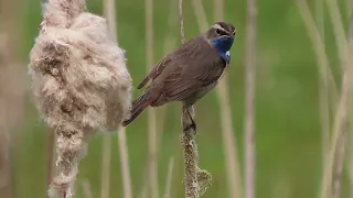 Blauwborst – Luscinia svecica ♂️ - Annelies van Klinken