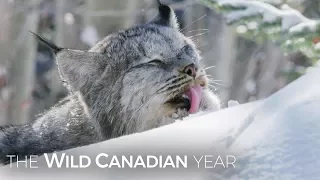 A Wild Canadian Lynx And A Cameraman Develop An Amazing Relationship | Wild Canadian Year