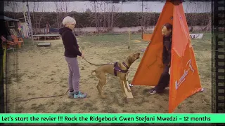 Rhodesian Ridgeback Utility and Defence. First training for sequences and controls.Gwen, 12 months