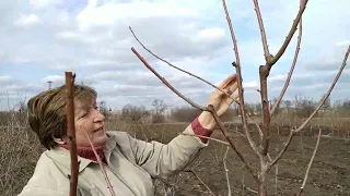 Школа  обрезки. Вишня, слива, черешня.