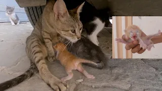 Mama Cat has adopted a newborn lost kitten.