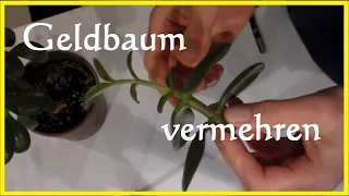 Geldbaum vermehren - Geldbaum Bonsai Steckling Ableger bewurzeln - Pfennigbaum Ableger