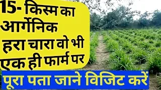 बहुत बढिया हरा चारा आपकी गाय /भैंस के लिए|Best Green Fodder for Cow/ Buffalo.