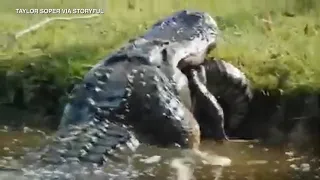 YIKES! Man records video of massive alligator eating another gator whole